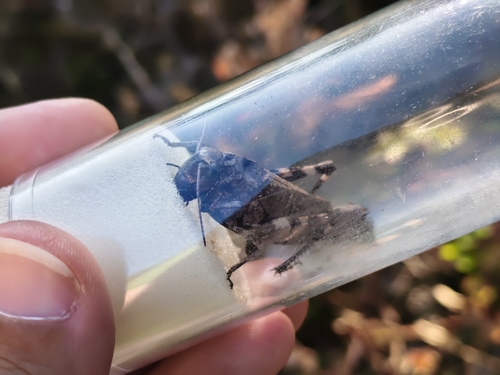 Rattle Grasshopper