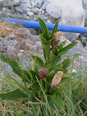 Phytolacca bogotensis