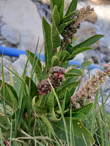 Phytolacca bogotensis, photograph 2