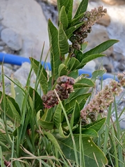 Phytolacca bogotensis, photograph (c) Noemi Guerrero, some rights reserved (CC BY-SA)