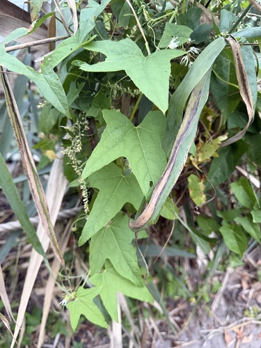 prickly cucumber