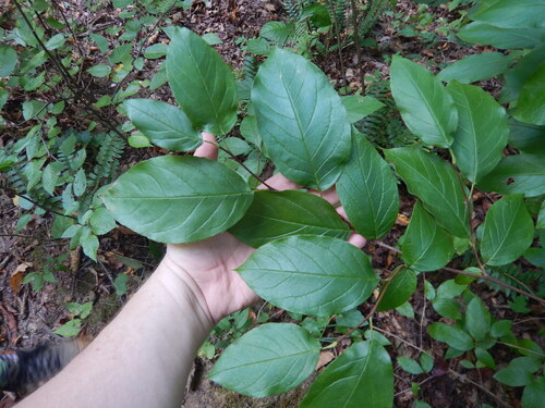 Stewartia ovata, 2026-09-18