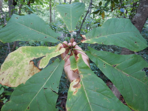Magnolia fraseri