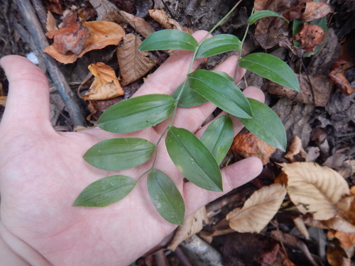 Uvularia puberula