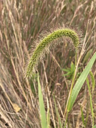 Setaria faberi, photograph 2