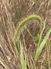 Setaria faberi, photograph (c) Sandy Wolkenberg, some rights reserved (CC BY)