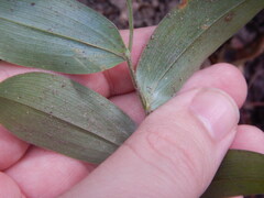 Uvularia puberula, photograph (c) Ryan Watson, some rights reserved (CC BY)