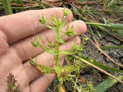 Gratiola neglecta, photograph 1