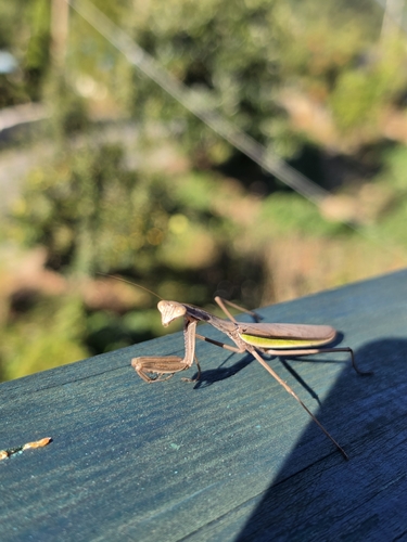 Narrow-winged Mantis