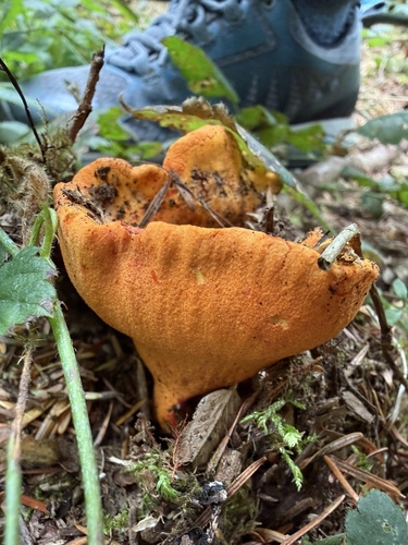 lobster mushroom