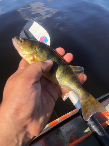Yellow Perch