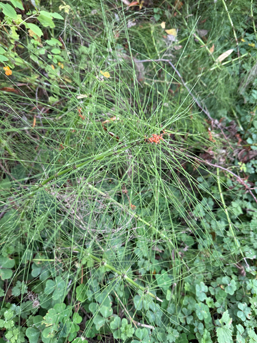 Equisetum telmateia, photograph 6