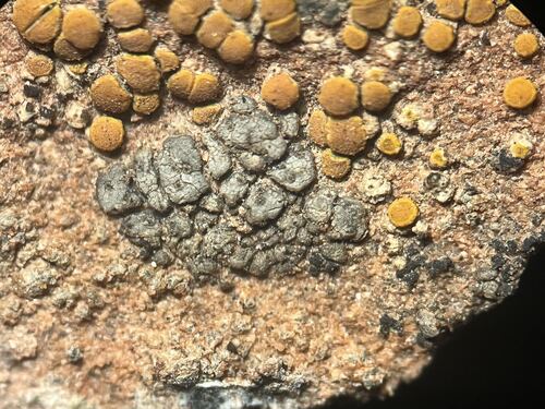 Scaly Stippled Lichen