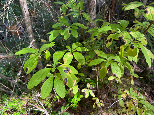 Rhododendron menziesii, photograph 4