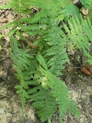 Deparia acrostichoides, photograph (c) johnyochum, some rights reserved (CC BY)