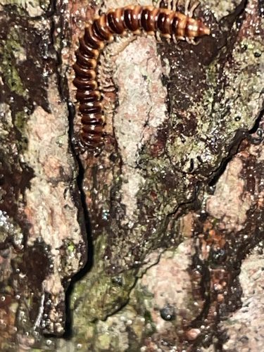 Greenhouse Millipede
