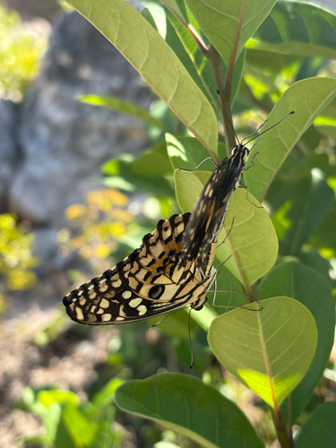 Lime Swallowtail