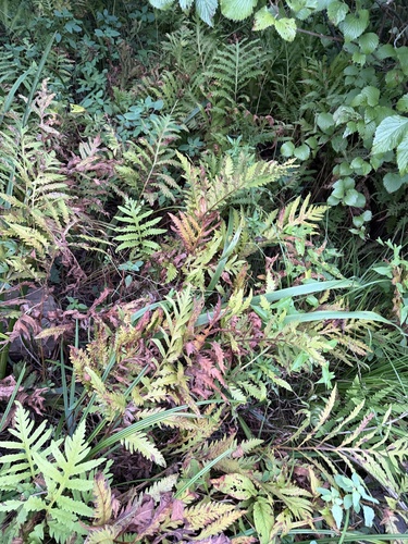 sensitive fern
