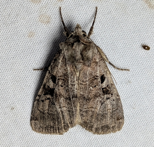 Norman’s Dart