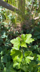 Ribes alpinum