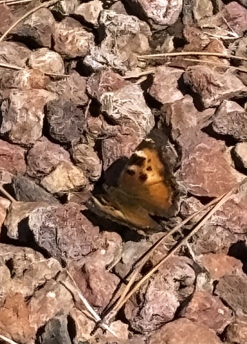 California Tortoiseshell