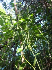 Passiflora tetrandra, photograph (c) Michael Berardozzi, some rights reserved (CC BY)