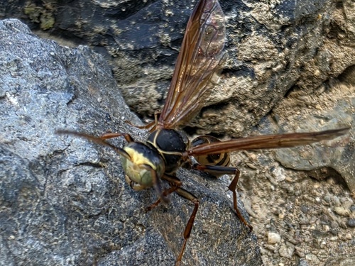 Western Paper Wasp
