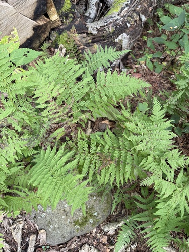 New York fern