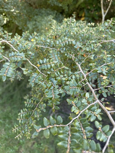 Nothofagus cliffortioides