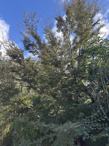 Nothofagus cliffortioides, photograph 1