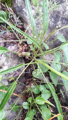 Phyteuma scheuchzeri