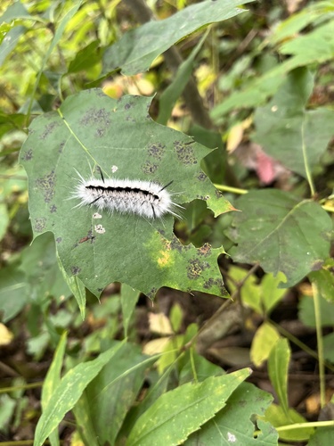 Hickory Tussock Moth