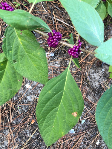 American beautyberry