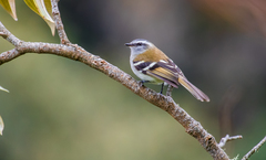Mecocerculus stictopterus