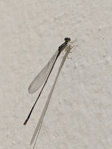Blue Slim