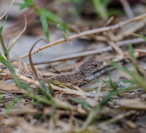 Brown Anole