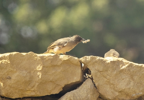 Common Bulbul