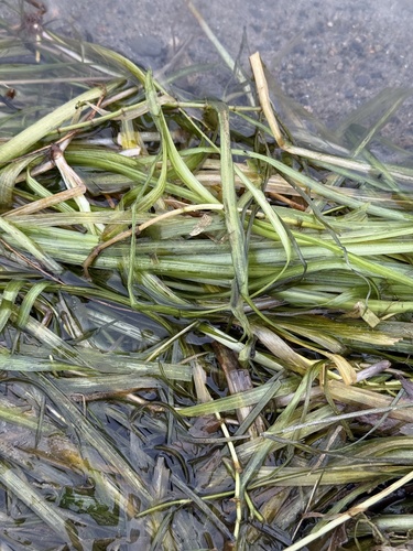 Vallisneria americana