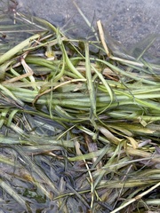 Vallisneria americana