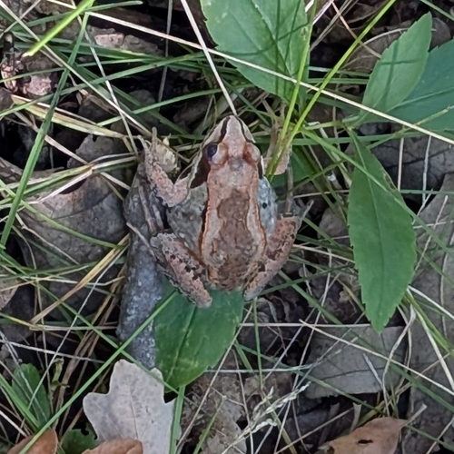 Wood Frog