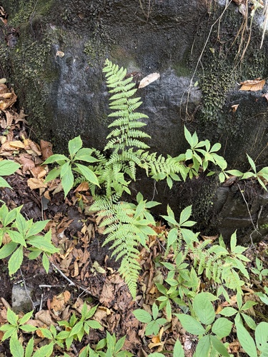 hay-scented fern