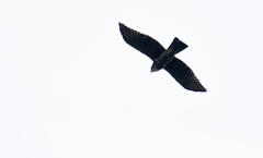 Buteo albigula