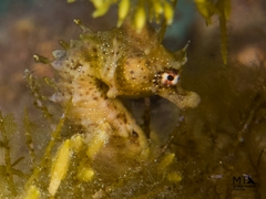 Hippocampus breviceps