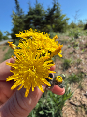 Pilosella caespitosa, photograph (c) Patrice Dupont, some rights reserved (CC BY)