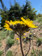 Pilosella caespitosa