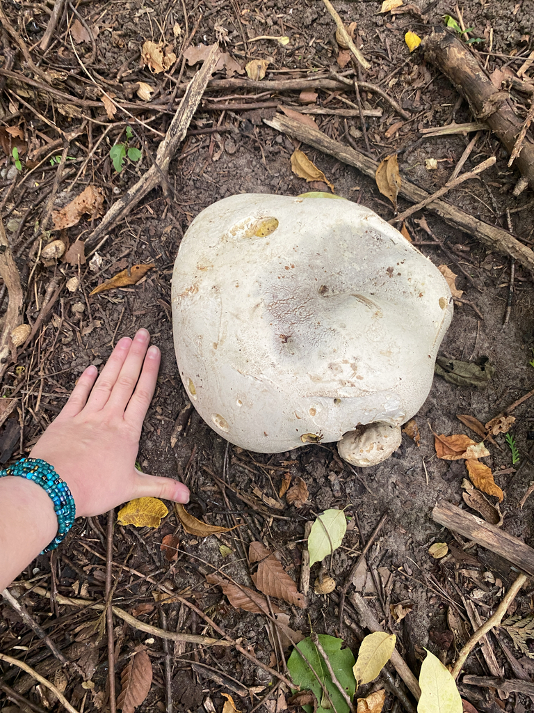 giant puffball · September 2026 · photo: Photo: (c) Abby Ciona, some rights reserved (CC BY) · iNaturalist
