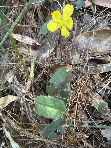 Toothed Guinea Flower