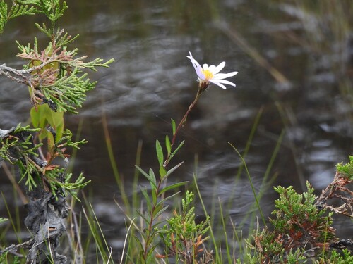Oclemena nemoralis, photograph 1