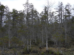 Chamaecyparis thyoides