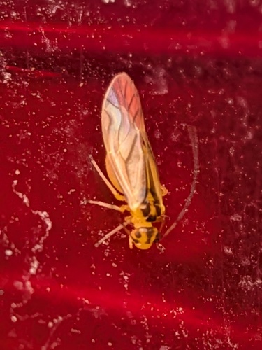yellow barklouse
